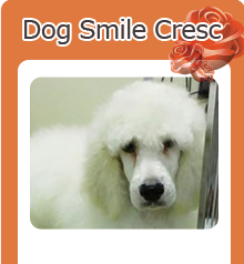 Dog Smile Cresc
